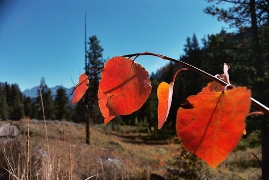 Yellowstone leaves