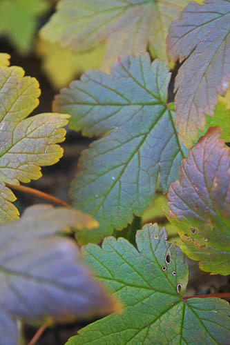 leaves
