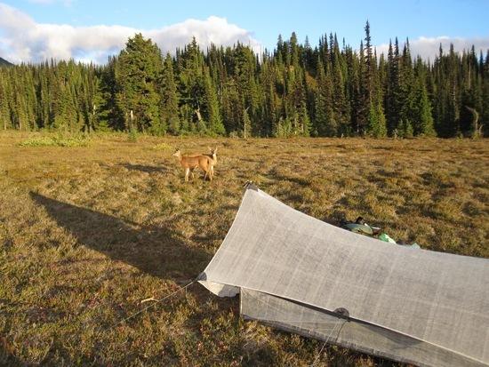 Deer