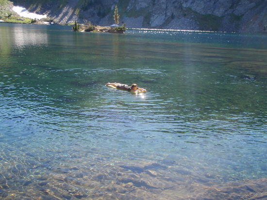 swimminkat