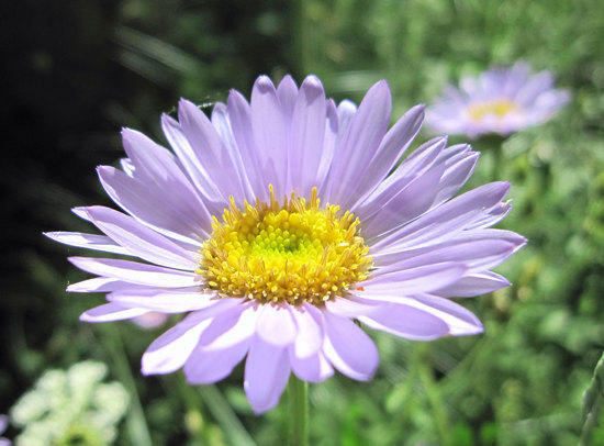 Alpine Aster or Wandering Daisy?