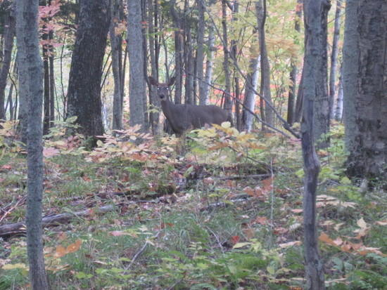 deer