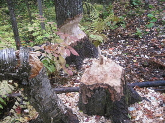 beaver