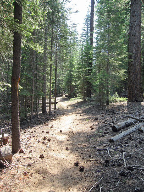 Straight Shot Through the Woods and Into the Clear