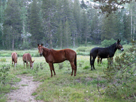 Pack Animals