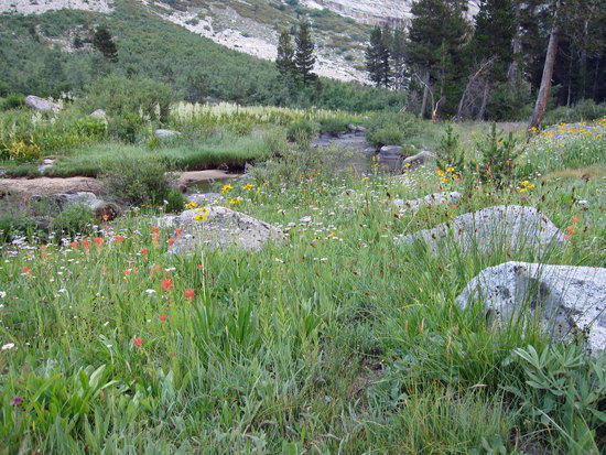 Carpet of Colors Along the Water's Edge