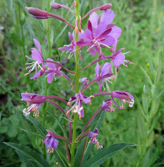 Late Flowers in the Year 2