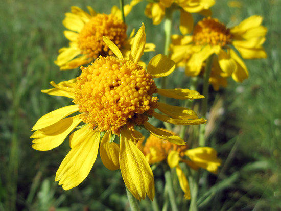 Little Bit of Yellow