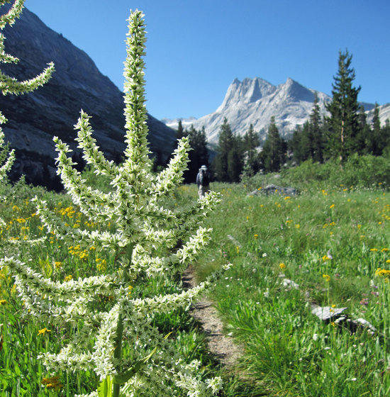 Beauty Beside the Trail 1