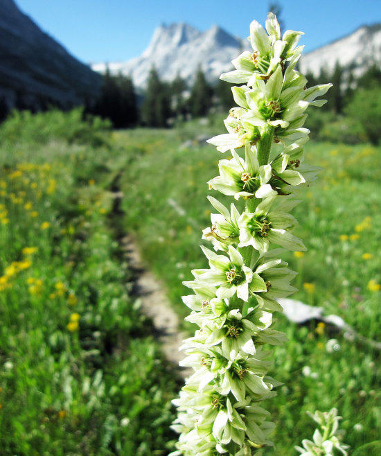 Beauty Beside the Trail 2