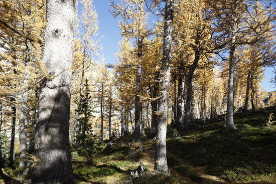 Trail to Prusik Pass