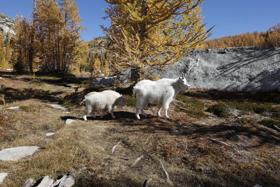 Mountain goats along trail to Prusik Pass