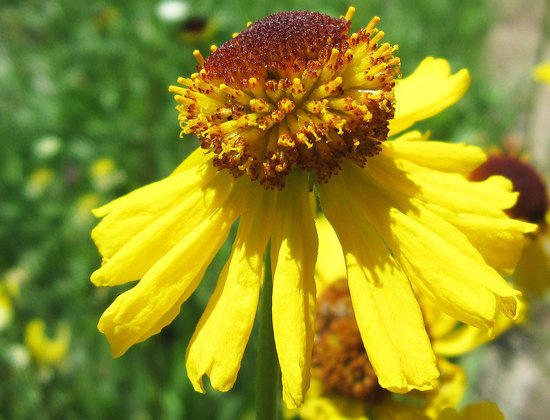 Bigelow's Sneezeweed