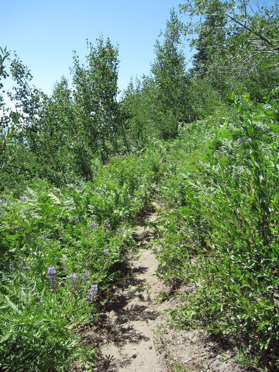 A Short Cut of Sorts