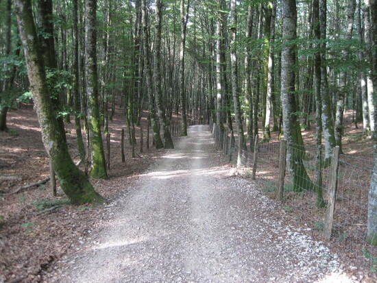 forest