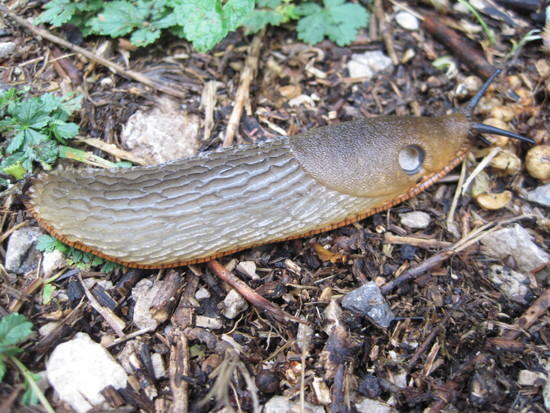 slug-o