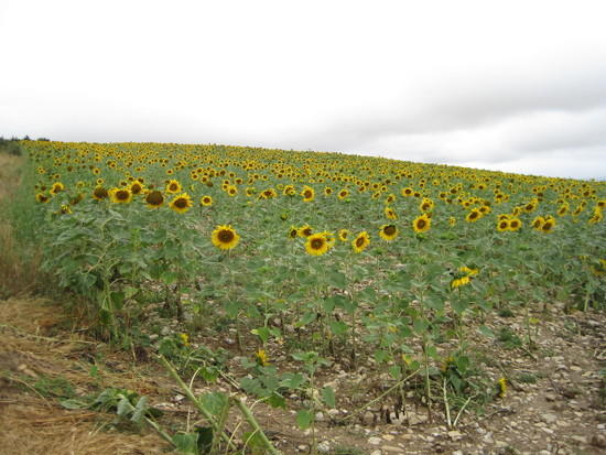first of many fields of sunflowers