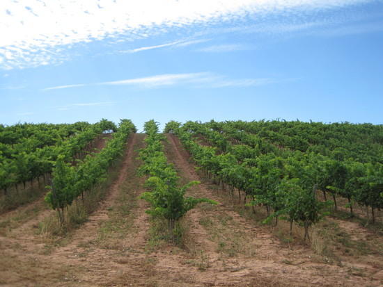 vineyards