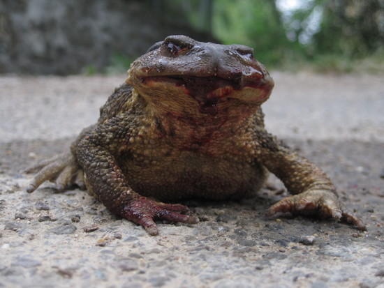 angry toad