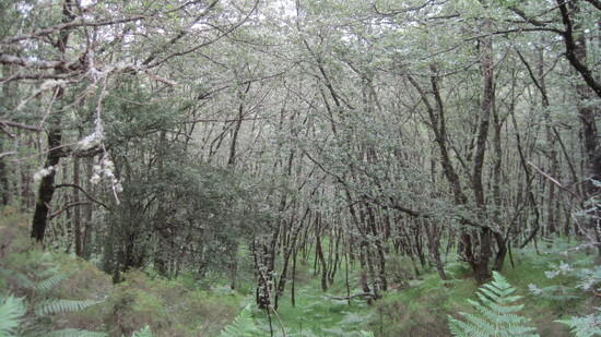 more forest