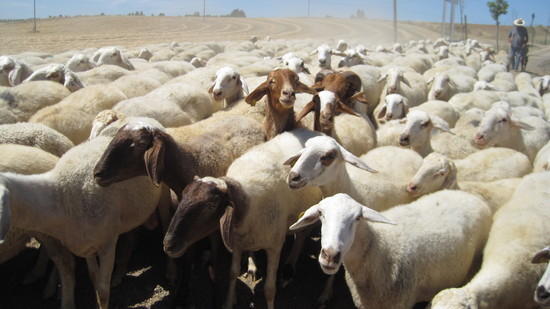sheep crossing