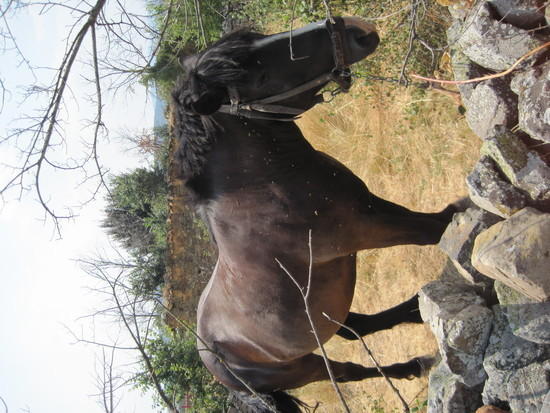 horse