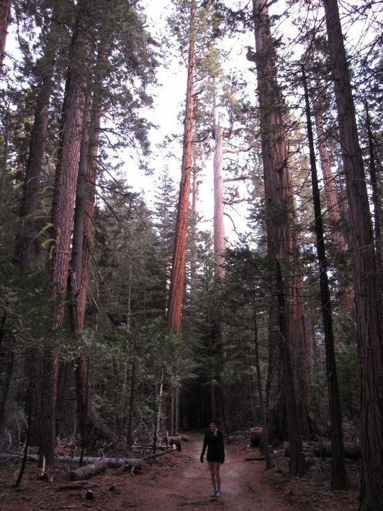 dark trail