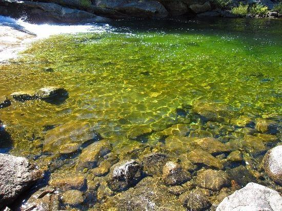 green pool