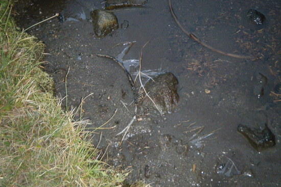 ice