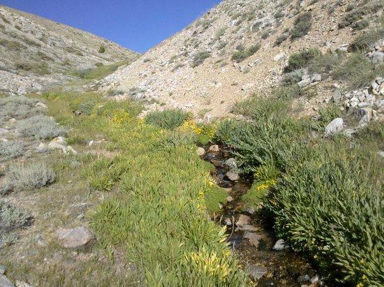 A ribbon of green in a sea of sagebrush.