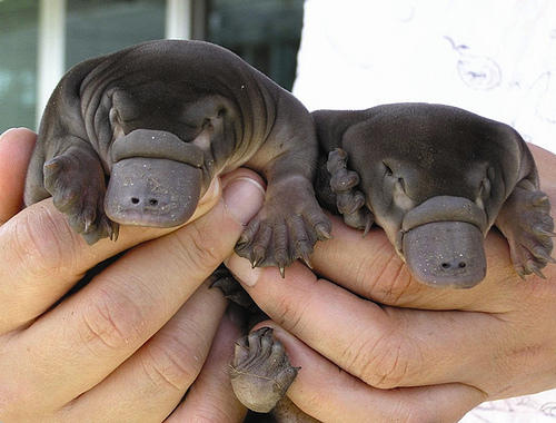 platypi