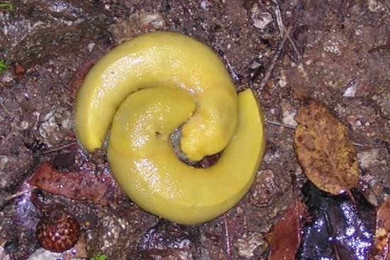 slugs