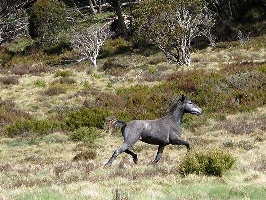 0846 Brumby near Cascade Hut