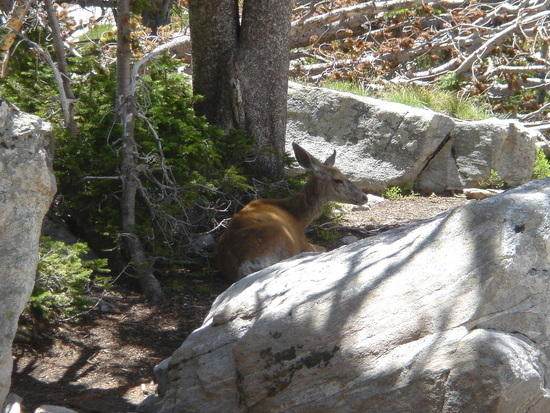 deer in the shade