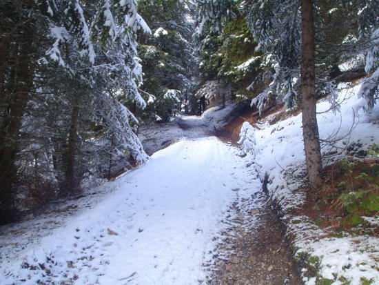Forest trail