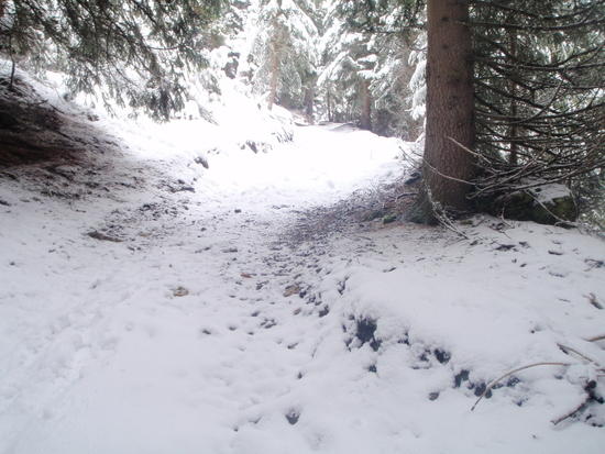 Following deer tracks