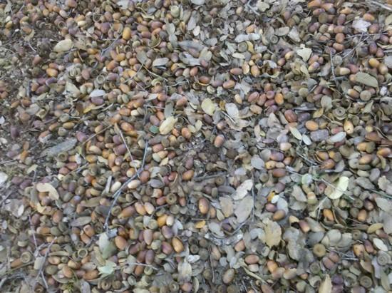 It was a big acorn year