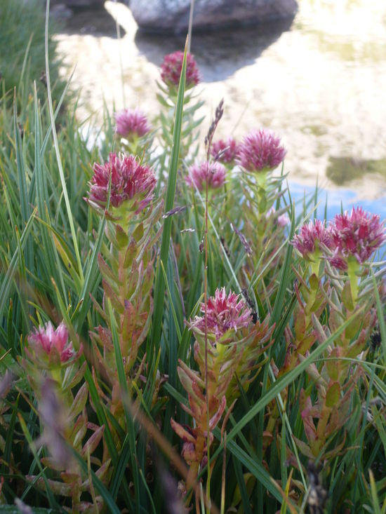 jean lake flowers