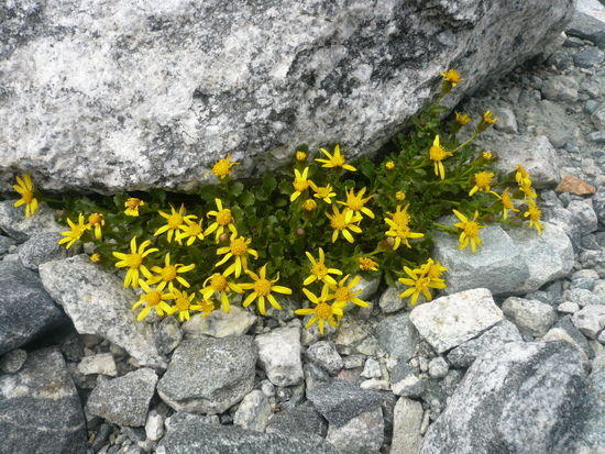 titcomb flowers