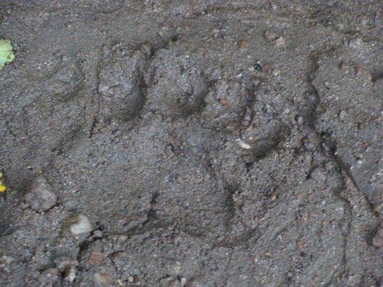 bear