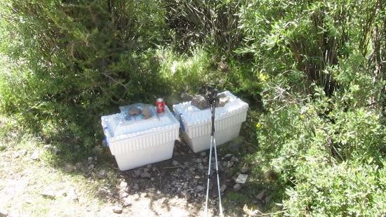 Coolers full of ice and soda