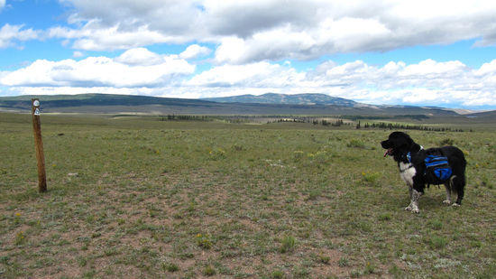 Baloo enjoys the views with Cochetopa Dome in the background