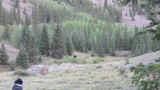 Baloo wisely does not chase the moose