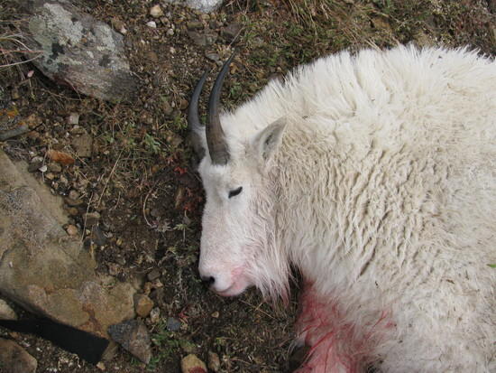 Sleeping Goat