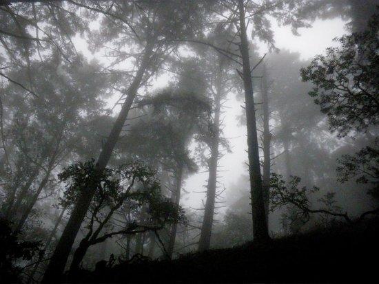 nt