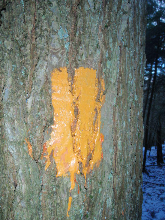 Orange BFT Blaze