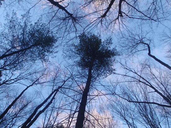 Looking up