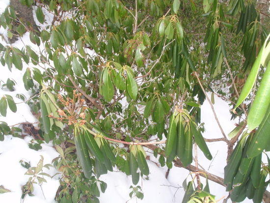 Rhodies in front of Mountain Laurel
