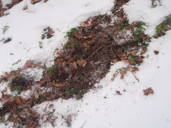 Deer rooting for food