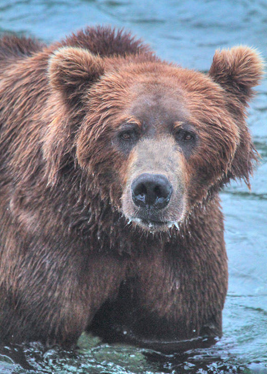 Alaskan Coastal Brown Bear (male)